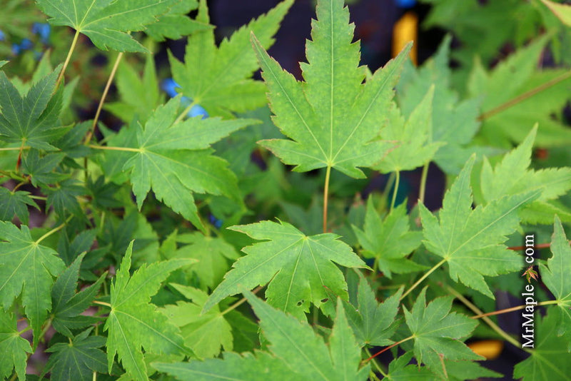 - Acer palmatum 'Fall Red Tips' Japanese Maple - Mr Maple │ Buy Japanese Maple Trees