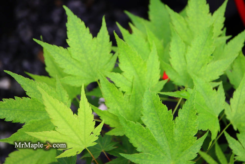 - Acer palmatum 'Fall Red Tips' Japanese Maple - Mr Maple │ Buy Japanese Maple Trees