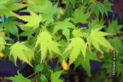 - Acer palmatum 'Fall Red Tips' Japanese Maple - Mr Maple │ Buy Japanese Maple Trees