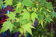 - Acer palmatum 'Fall Red Tips' Japanese Maple - Mr Maple │ Buy Japanese Maple Trees