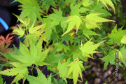 - Acer palmatum 'Fall Red Tips' Japanese Maple - Mr Maple │ Buy Japanese Maple Trees