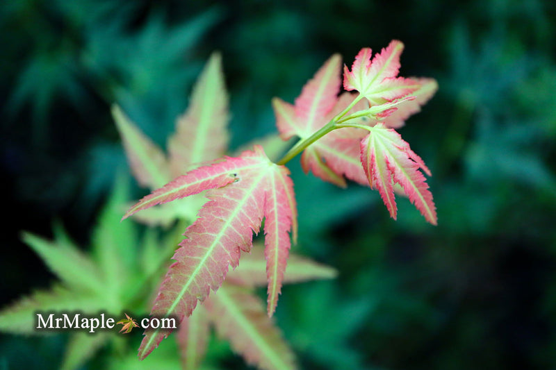- Acer palmatum 'Fall Red Tips' Japanese Maple - Mr Maple │ Buy Japanese Maple Trees