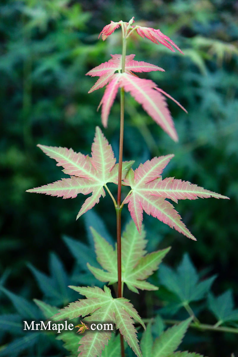 - Acer palmatum 'Fall Red Tips' Japanese Maple - Mr Maple │ Buy Japanese Maple Trees
