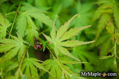 - Acer palmatum 'Fall's Fire' Japanese Maple - Mr Maple │ Buy Japanese Maple Trees