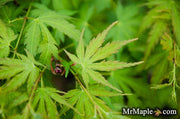 - Acer palmatum 'Fall's Fire' Japanese Maple - Mr Maple │ Buy Japanese Maple Trees