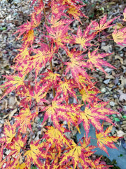 - Acer palmatum 'Fall's Fire' Japanese Maple - Mr Maple │ Buy Japanese Maple Trees
