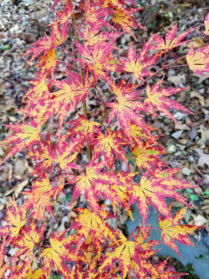- Acer palmatum 'Fall's Fire' Japanese Maple - Mr Maple │ Buy Japanese Maple Trees