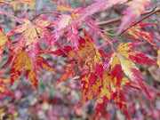 - Acer palmatum 'Fall's Fire' Japanese Maple - Mr Maple │ Buy Japanese Maple Trees