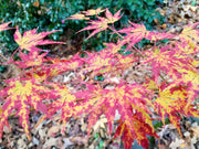 - Acer palmatum 'Fall's Fire' Japanese Maple - Mr Maple │ Buy Japanese Maple Trees