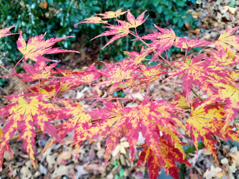 - Acer palmatum 'Fall's Fire' Japanese Maple - Mr Maple │ Buy Japanese Maple Trees