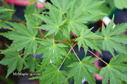 - Acer palmatum 'Fall's Fire' Japanese Maple - Mr Maple │ Buy Japanese Maple Trees