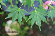 - Acer palmatum 'Fall's Fire' Japanese Maple - Mr Maple │ Buy Japanese Maple Trees