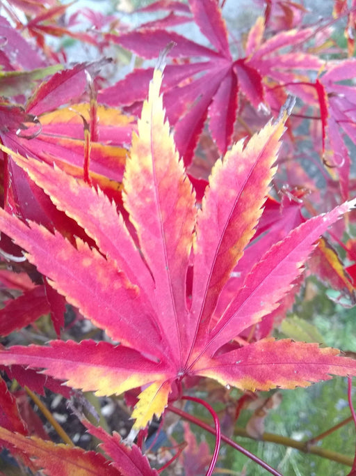 '- Acer palmatum 'Fascination' Japanese Maple - Mr Maple │ Buy Japanese Maple Trees