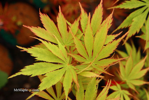 '- Acer palmatum 'Fascination' Japanese Maple - Mr Maple │ Buy Japanese Maple Trees