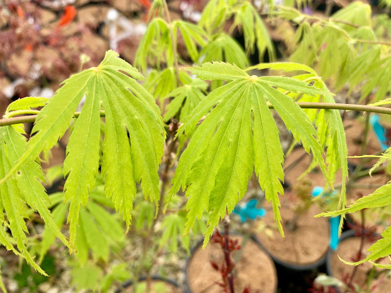 - Acer palmatum 'Fascination' Japanese Maple - Mr Maple │ Buy Japanese Maple Trees