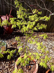 - Acer palmatum 'Fascination' Japanese Maple - Mr Maple │ Buy Japanese Maple Trees