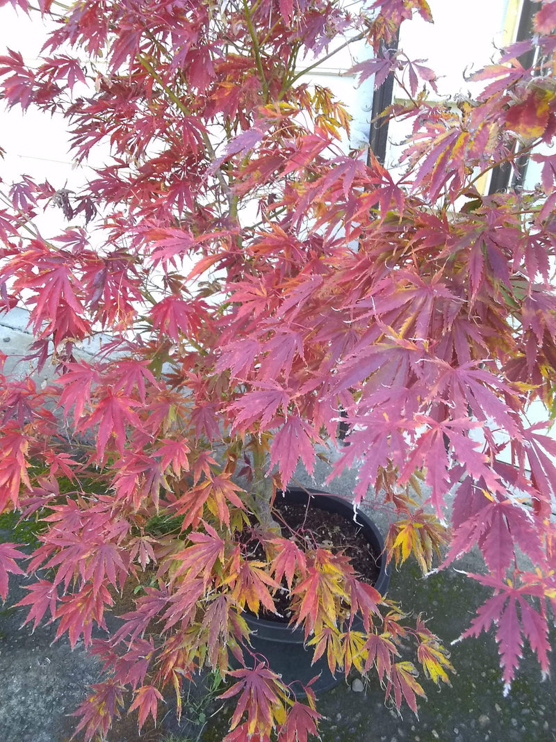 - Acer palmatum 'Fascination' Japanese Maple - Mr Maple │ Buy Japanese Maple Trees