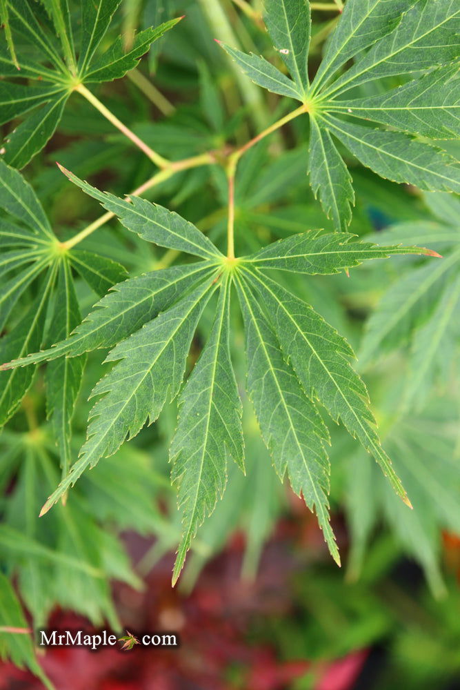 - Acer palmatum 'Fascination' Japanese Maple - Mr Maple │ Buy Japanese Maple Trees