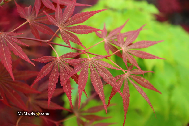 - Acer palmatum 'Father Solanas Case' Japanese Maple - Mr Maple │ Buy Japanese Maple Trees