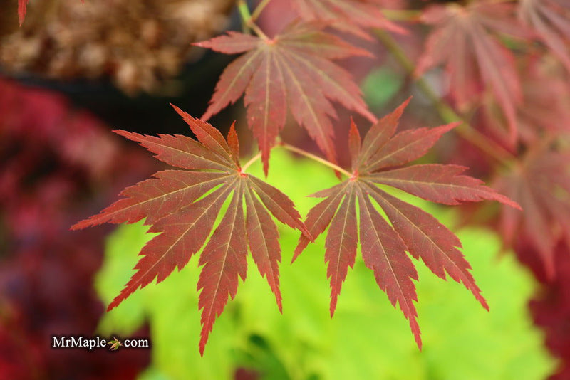 - Acer palmatum 'Father Solanas Case' Japanese Maple - Mr Maple │ Buy Japanese Maple Trees