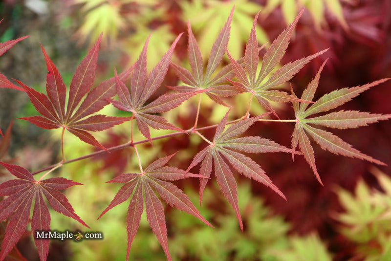 - Acer palmatum 'Father Solanas Case' Japanese Maple - Mr Maple │ Buy Japanese Maple Trees