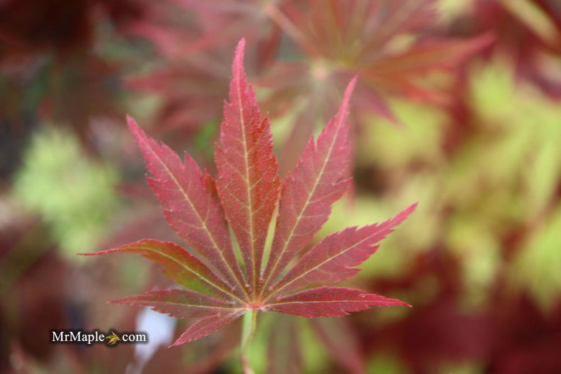 - Acer palmatum 'Father Solanas Case' Japanese Maple - Mr Maple │ Buy Japanese Maple Trees