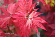 - Acer palmatum 'Father Waters' Japanese Maple - Mr Maple │ Buy Japanese Maple Trees