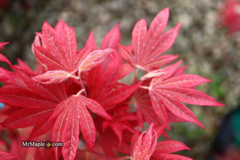 - Acer palmatum 'Father Waters' Japanese Maple - Mr Maple │ Buy Japanese Maple Trees
