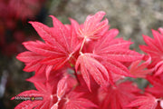 - Acer palmatum 'Father Waters' Japanese Maple - Mr Maple │ Buy Japanese Maple Trees