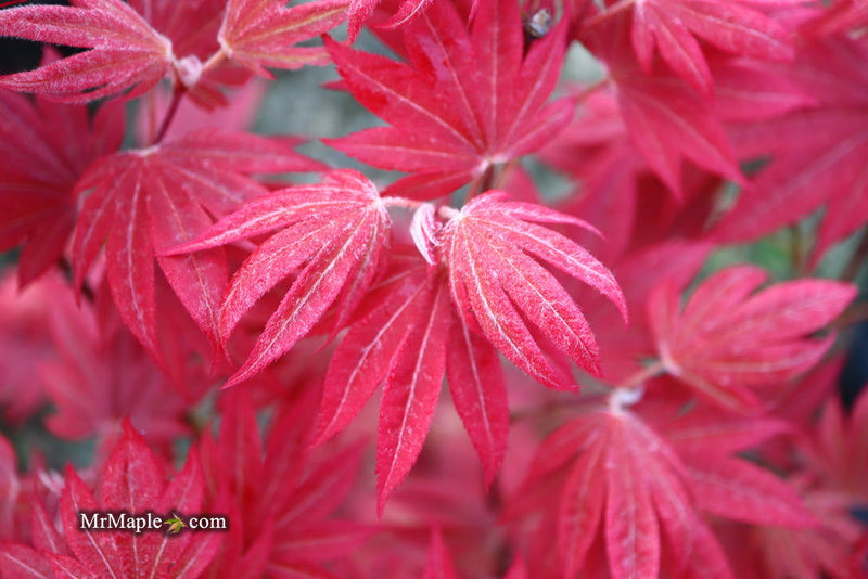 - Acer palmatum 'Father Waters' Japanese Maple - Mr Maple │ Buy Japanese Maple Trees
