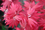 - Acer palmatum 'Father Waters' Japanese Maple - Mr Maple │ Buy Japanese Maple Trees