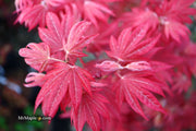 - Acer palmatum 'Father Waters' Japanese Maple - Mr Maple │ Buy Japanese Maple Trees