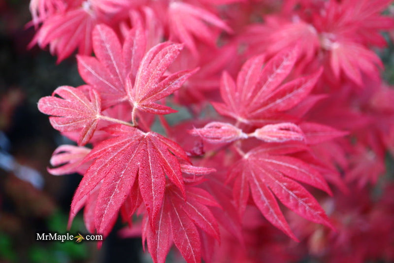 - Acer palmatum 'Father Waters' Japanese Maple - Mr Maple │ Buy Japanese Maple Trees