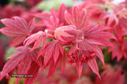 - Acer palmatum 'Father Waters' Japanese Maple - Mr Maple │ Buy Japanese Maple Trees
