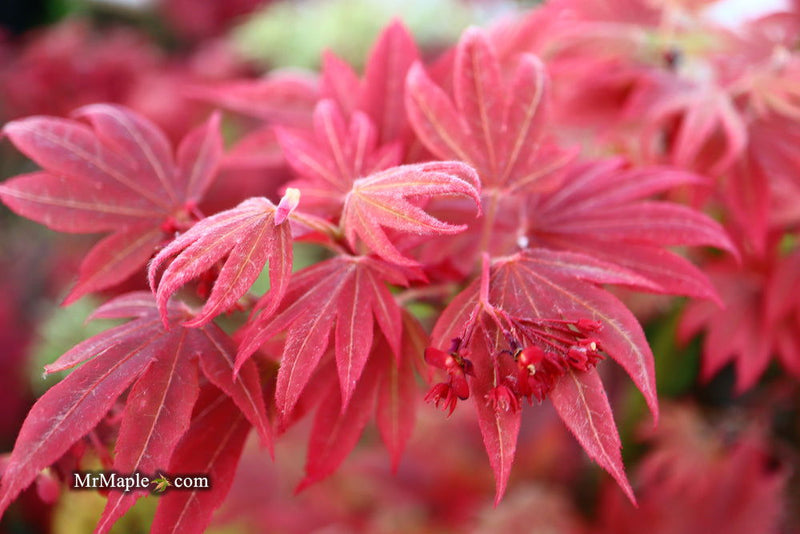 - Acer palmatum 'Father Waters' Japanese Maple - Mr Maple │ Buy Japanese Maple Trees