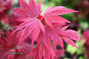 - Acer palmatum 'Father Waters' Japanese Maple - Mr Maple │ Buy Japanese Maple Trees