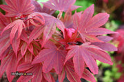 - Acer palmatum 'Father Waters' Japanese Maple - Mr Maple │ Buy Japanese Maple Trees