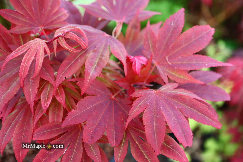 - Acer palmatum 'Father Waters' Japanese Maple - Mr Maple │ Buy Japanese Maple Trees