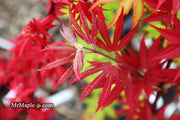 - Acer palmatum 'Father Waters' Japanese Maple - Mr Maple │ Buy Japanese Maple Trees