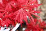 - Acer palmatum 'Father Waters' Japanese Maple - Mr Maple │ Buy Japanese Maple Trees