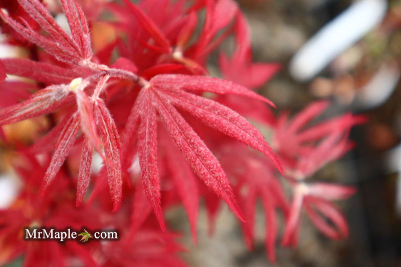 - Acer palmatum 'Father Waters' Japanese Maple - Mr Maple │ Buy Japanese Maple Trees