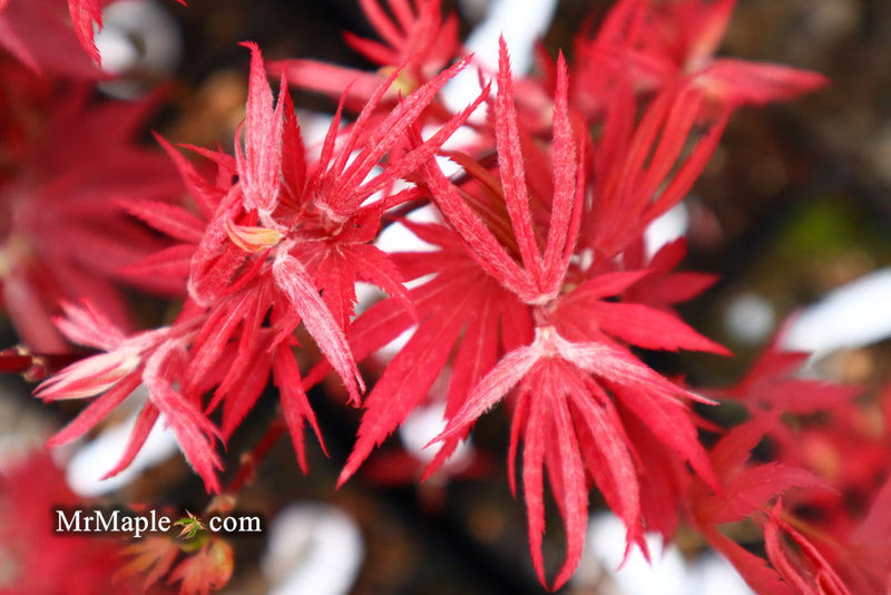 - Acer palmatum 'Father Waters' Japanese Maple - Mr Maple │ Buy Japanese Maple Trees