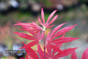 - Acer palmatum 'Father Waters' Japanese Maple - Mr Maple │ Buy Japanese Maple Trees
