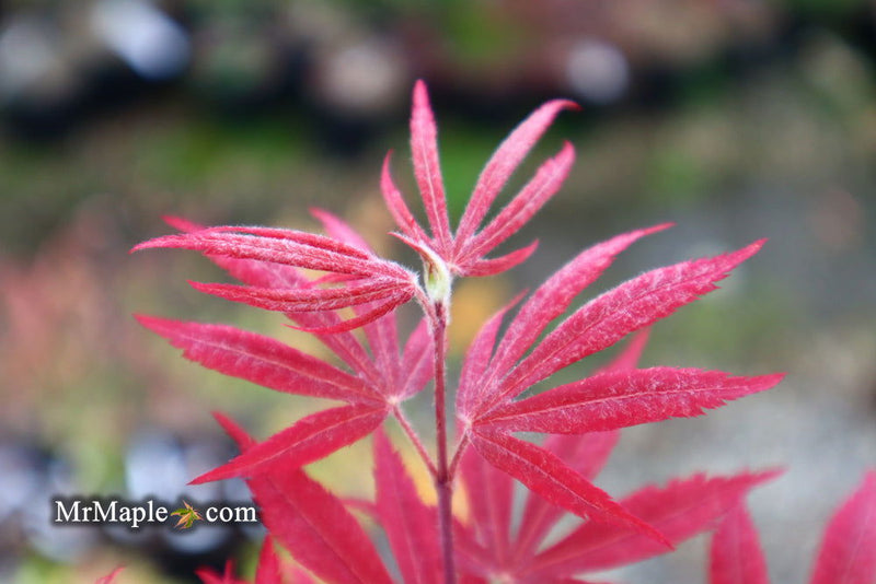 - Acer palmatum 'Father Waters' Japanese Maple - Mr Maple │ Buy Japanese Maple Trees