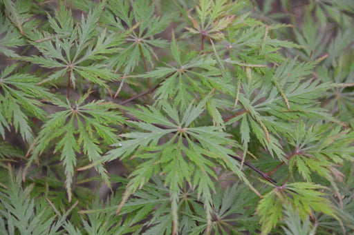 - Acer palmatum 'Felice' Dwarf Weeping Japanese Maple - Mr Maple │ Buy Japanese Maple Trees