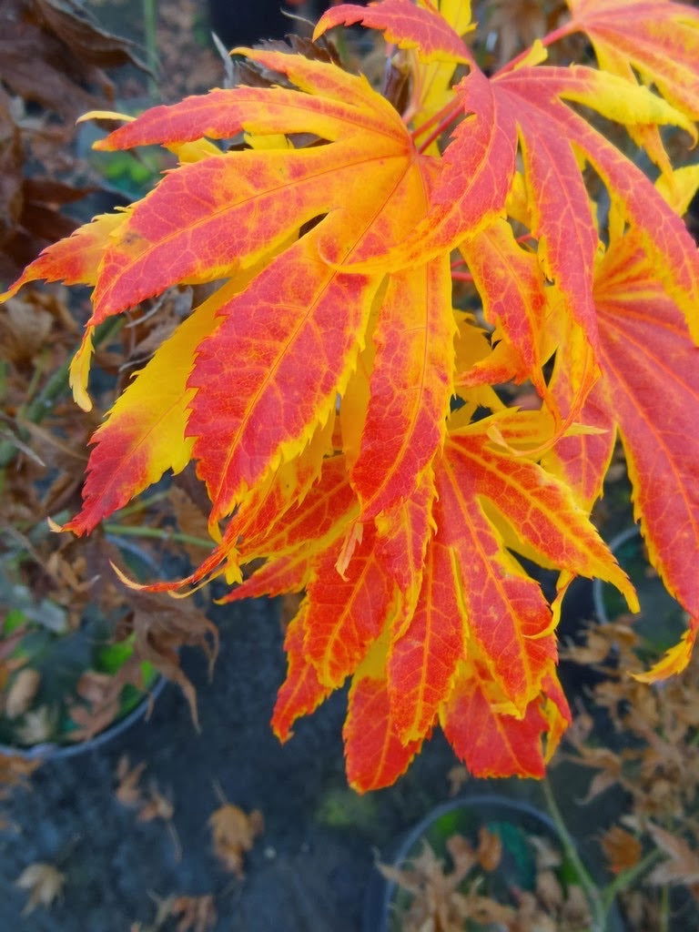 - Acer palmatum 'Festival' Japanese Maple - Mr Maple │ Buy Japanese Maple Trees