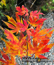 - Acer palmatum 'Festival' Japanese Maple - Mr Maple │ Buy Japanese Maple Trees