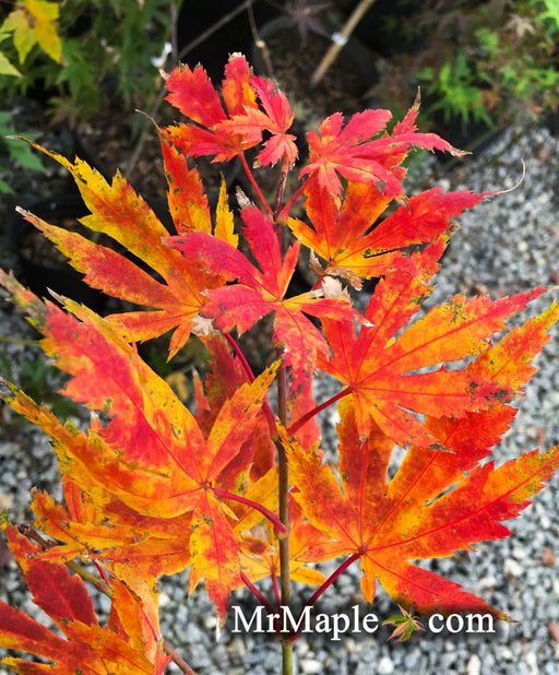 '- Acer palmatum 'Festival' Japanese Maple - Mr Maple │ Buy Japanese Maple Trees