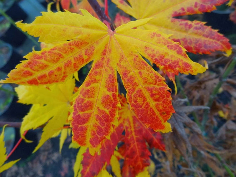 - Acer palmatum 'Festival' Japanese Maple - Mr Maple │ Buy Japanese Maple Trees