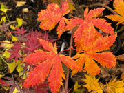 - Acer palmatum 'Festival' Japanese Maple - Mr Maple │ Buy Japanese Maple Trees
